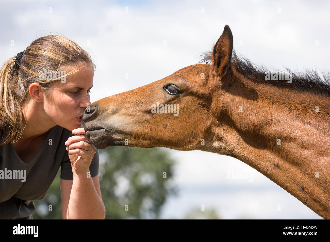 Warmblood cavallo. Donna fondling un puledro. Germania Foto Stock