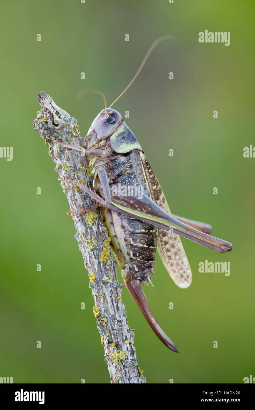 Verruca-snapper (Decticus verrucivorus). Femmina con ovipositor su un ramoscello. Danmark Foto Stock