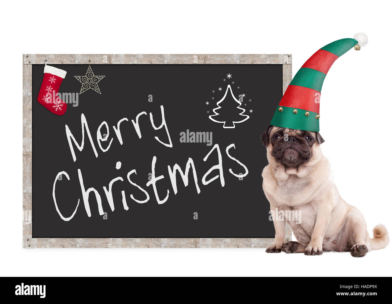 Carino pug cucciolo di cane che indossa un cappello di Elf, seduto accanto a lavagna segno con testo buon Natale, su sfondo bianco Foto Stock