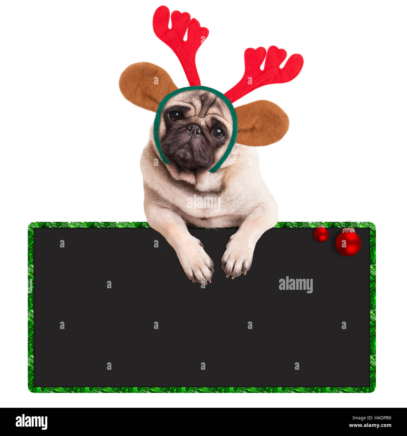 Pug cucciolo di cane con corna di renna appeso sul segno bianco su sfondo bianco Foto Stock