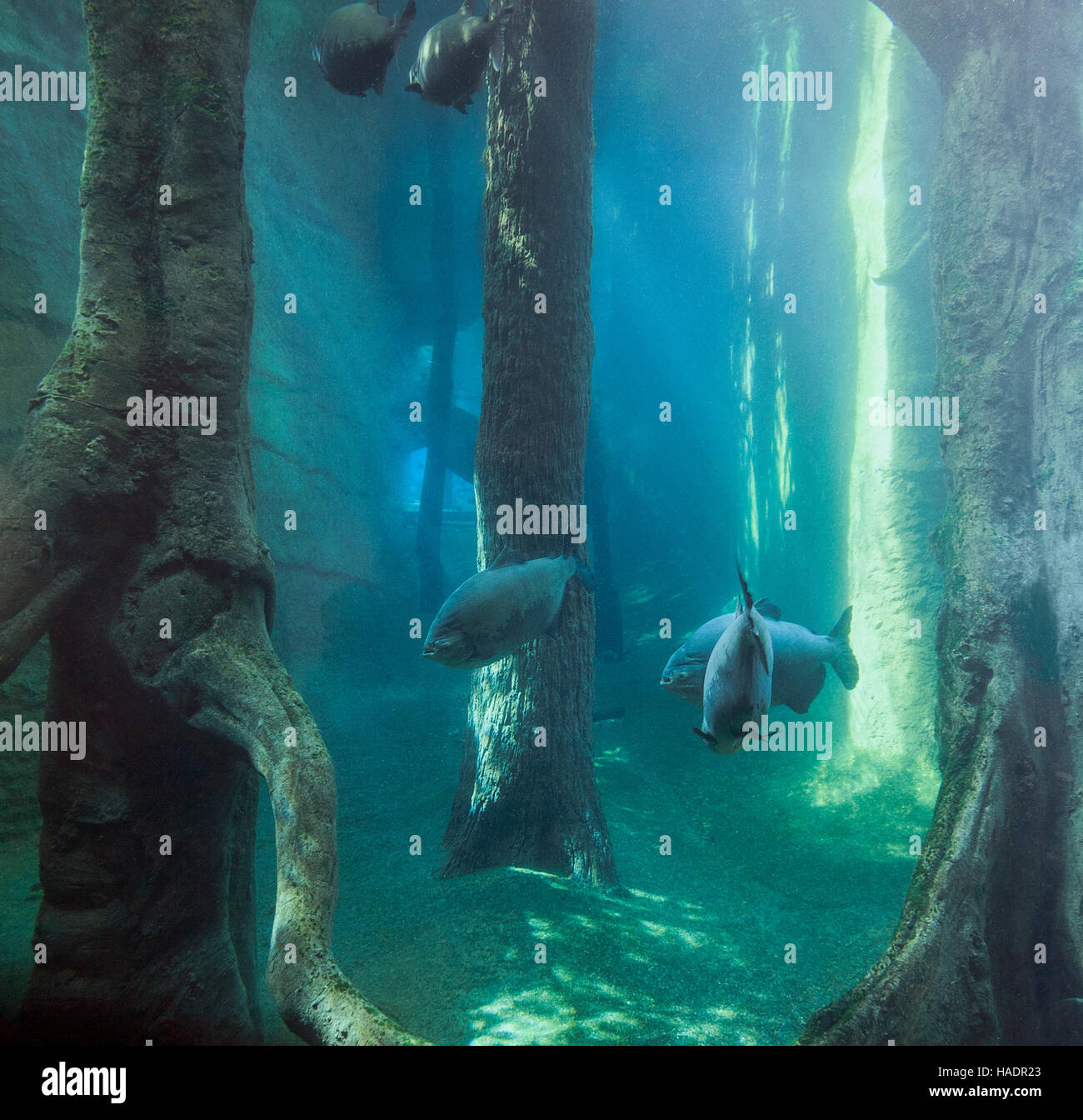 Mystic paesaggio subacqueo con nero pesci di sala di risveglio Foto Stock
