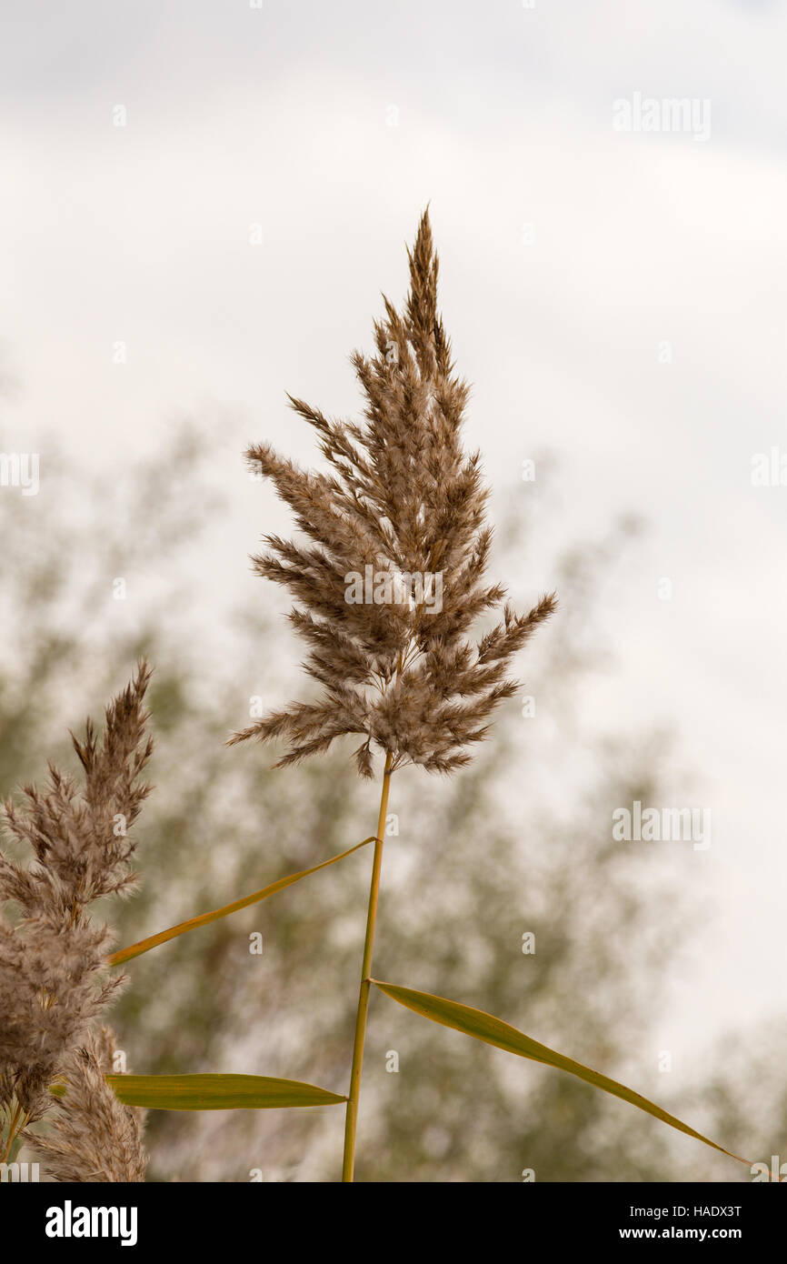Erba, fiori selvatici e da vicino Foto Stock