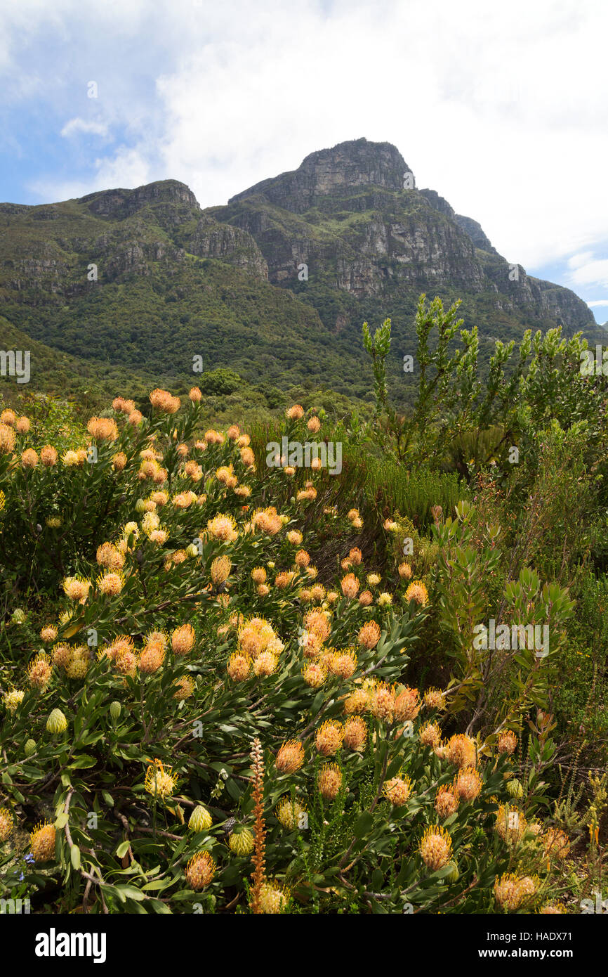 Kirstenbosch giardini botanici, Cape Town, Sud Africa Foto Stock