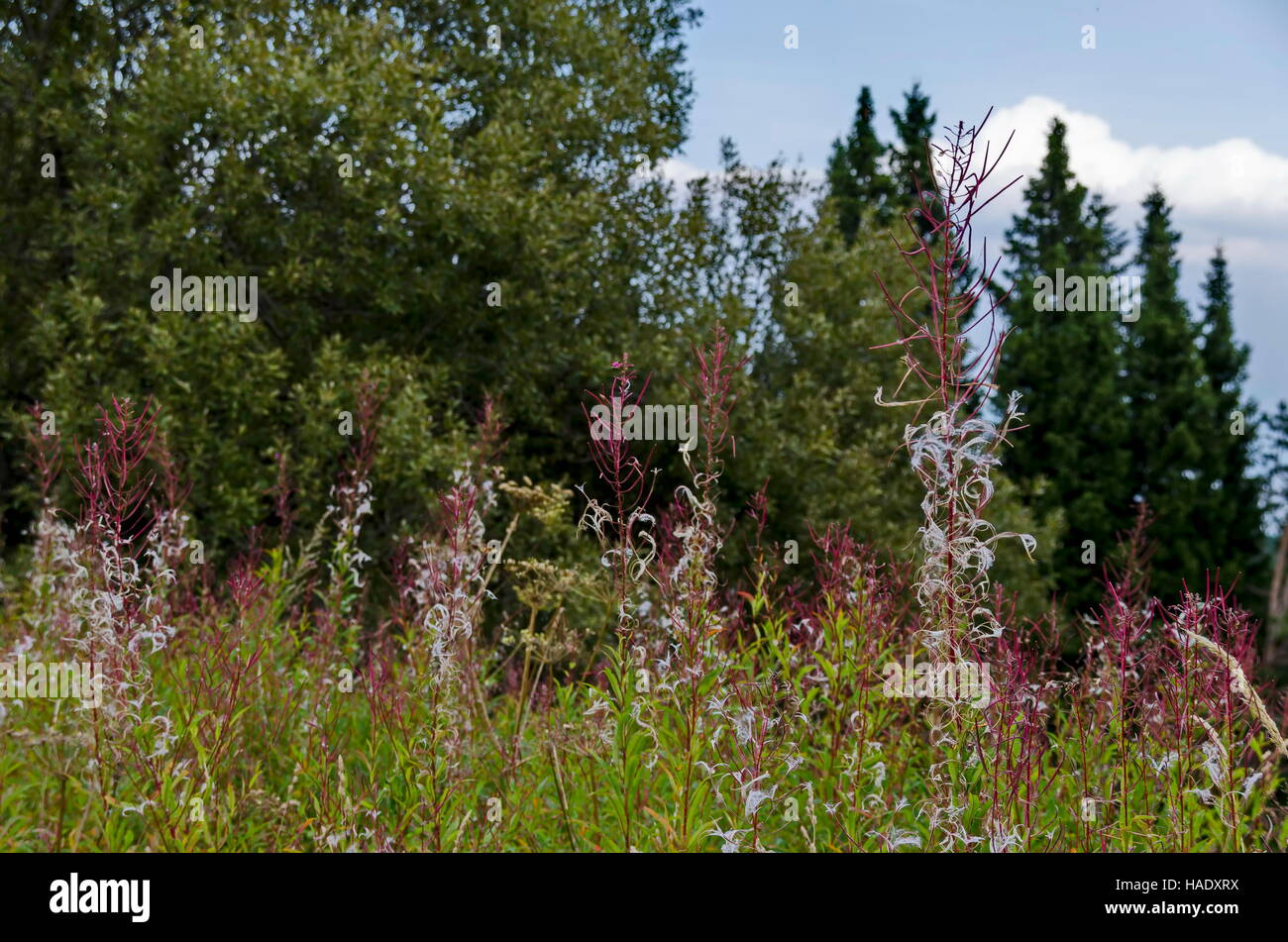 Vista verso la foresta verde e erba selvatica di montagna fiori viola, sul monte Vitosha, Bulgaria Foto Stock