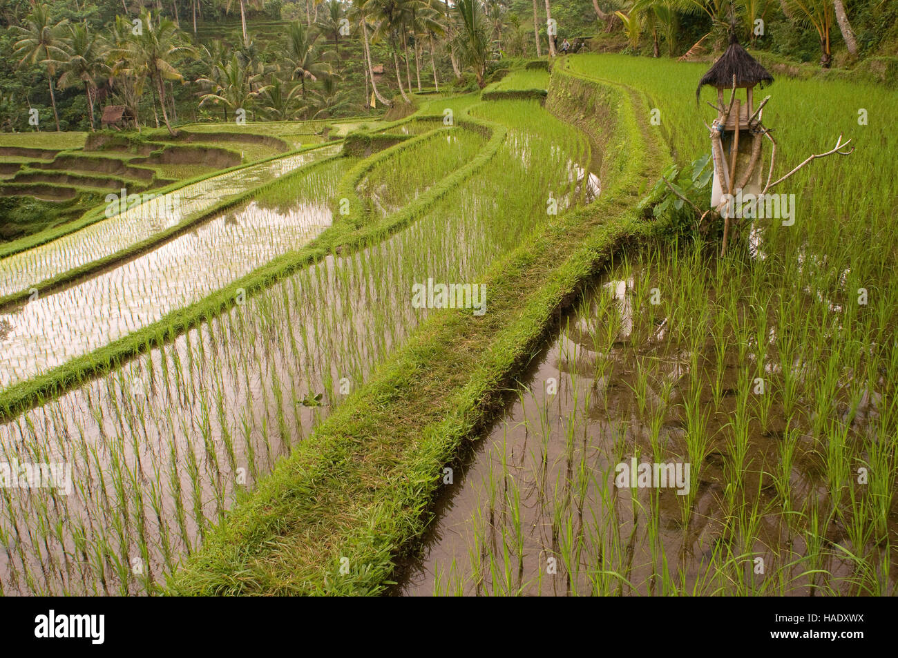 Campo di riso si trova intorno al Kaki Gunung tempio nel centro dell'isola vicino alla città di Bangli. Ubud. Bali. Tegelelang è un popolare escursione Foto Stock