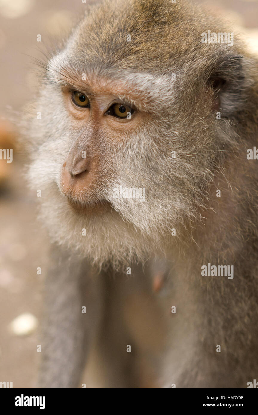Una delle molte scimmie che vivono nel Santo Monkey Forest. Ubud. Bali. L'Ubud Monkey Forest è una riserva naturale e complesso tempio in Ubud, Bali. Foto Stock