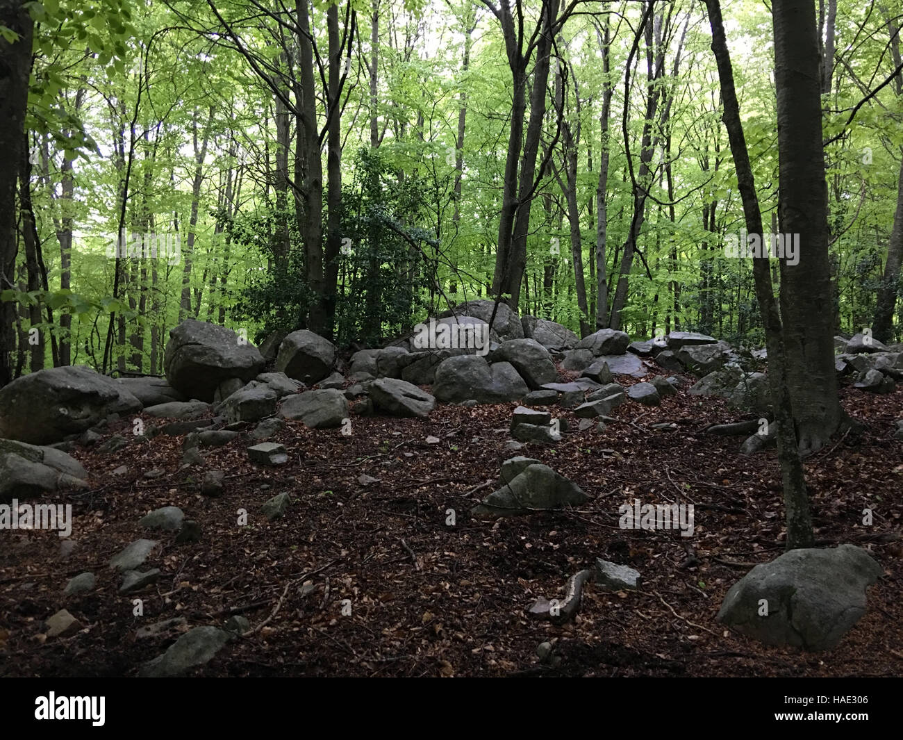 Le rocce in una foresta di faggio. Il Montseny Parco Nazionale. La Catalogna Foto Stock