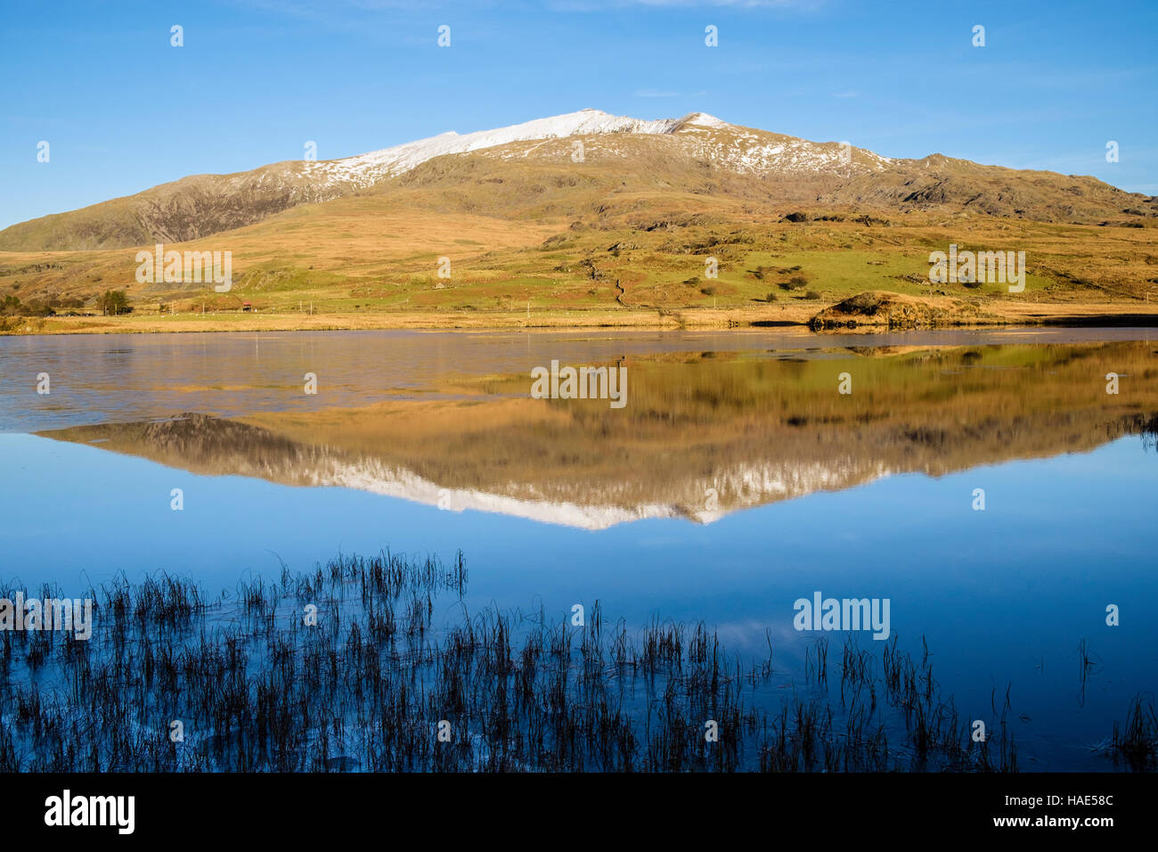 Mount Snowdon picco con la neve si riflette nelle calme acque della parte congelati Llyn y Gader lago nel Parco Nazionale di Snowdonia Rhyd-Ddu Beddgelert Gwynedd Wales UK Foto Stock