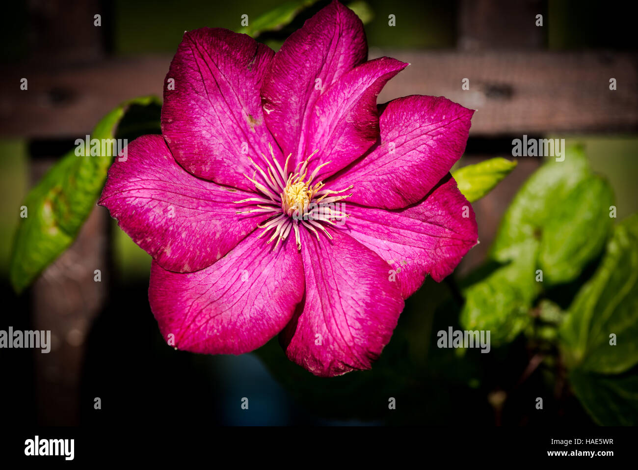 Bel fiore Foto Stock