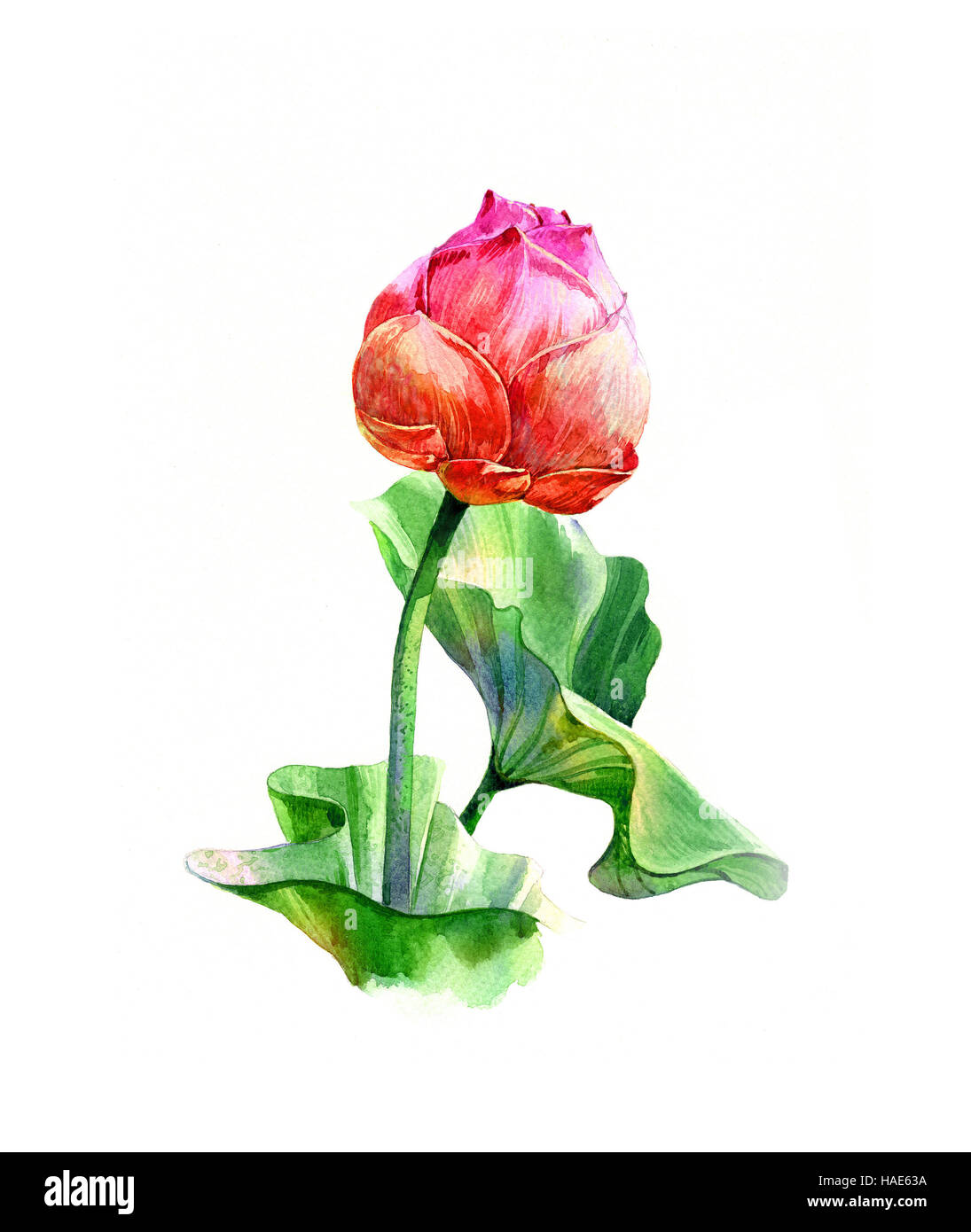 Illustrazione ad acquerello pittura di foglie e lotus su sfondo bianco Foto Stock