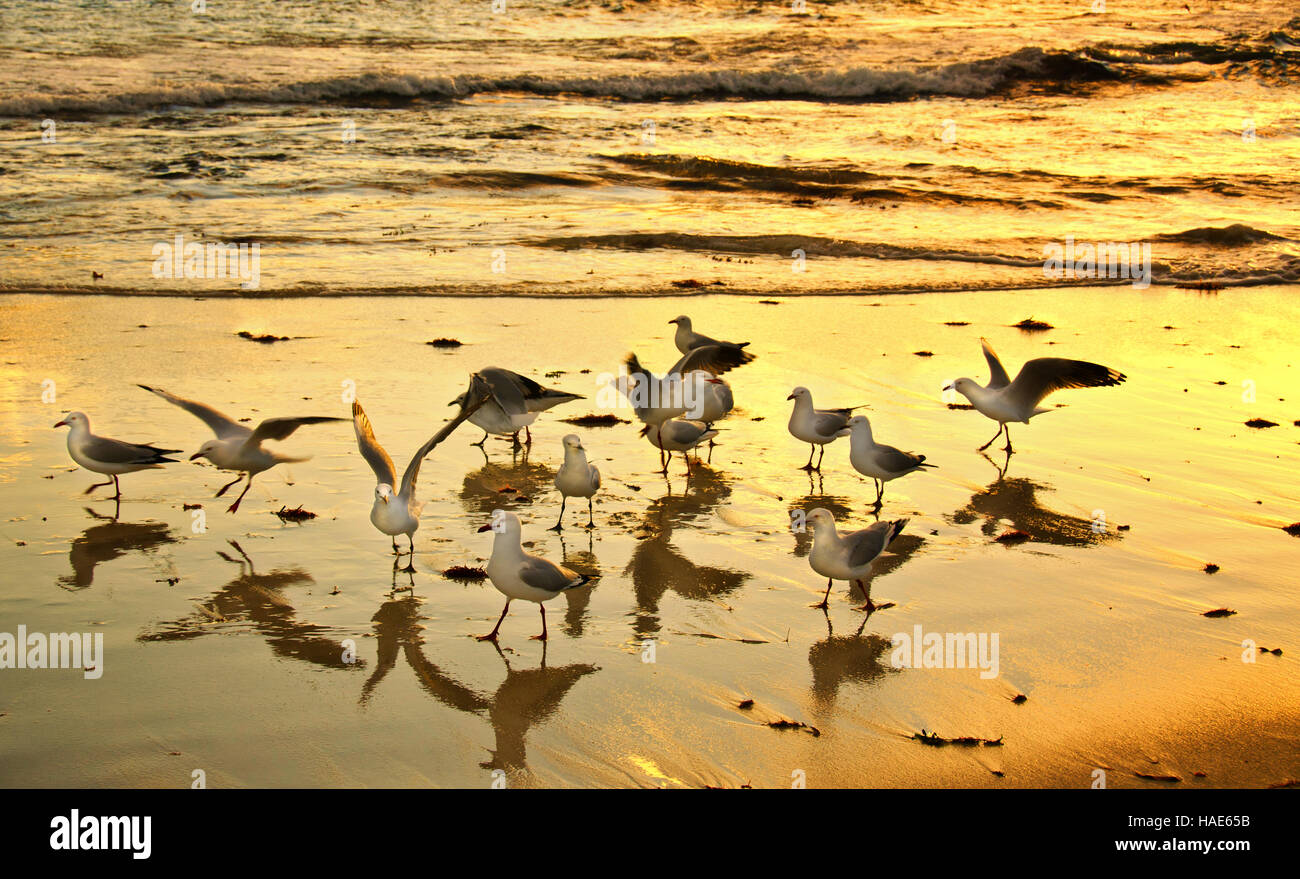 Tramonti dorati e gabbiani sulla spiaggia ..due rocce Perth Western Australia, Foto Stock