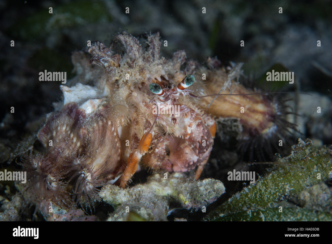 Un anemone eremita crawl granchio di notte in cerca di cibo sul fondo marino nel Parco Nazionale di Komodo, Indonesia. Foto Stock