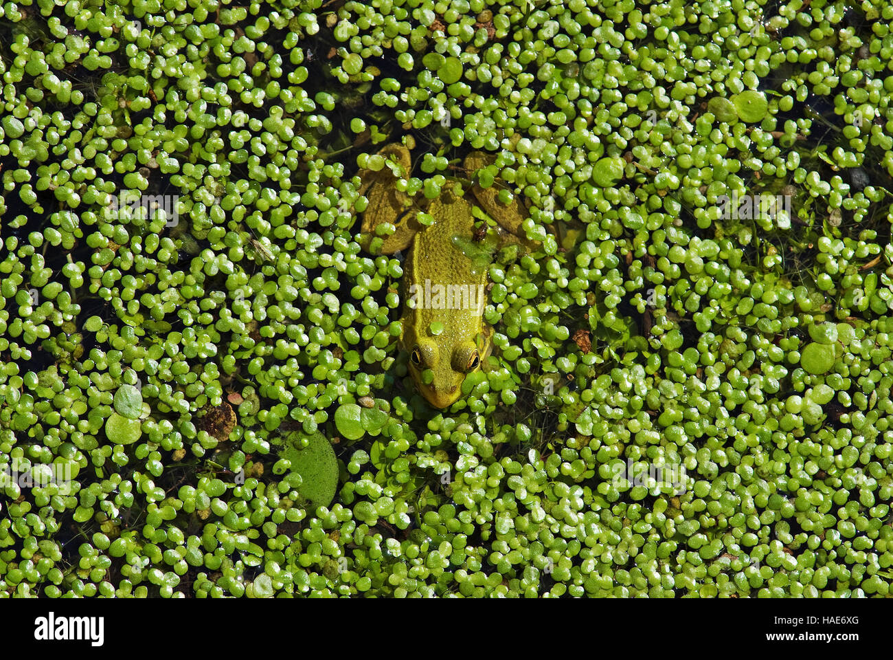 Rana verde floating tra la lenticchia di palude, la rana verde (Rana esculenta, Pelophylax esculentus), il lago Trasimeno, Umbria, Italia Foto Stock