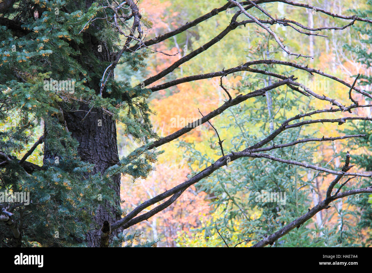 Vista di autunno (caduta) colori attraverso abeti, al Millcreek Canyon, Montagne Wasatch, Utah Foto Stock