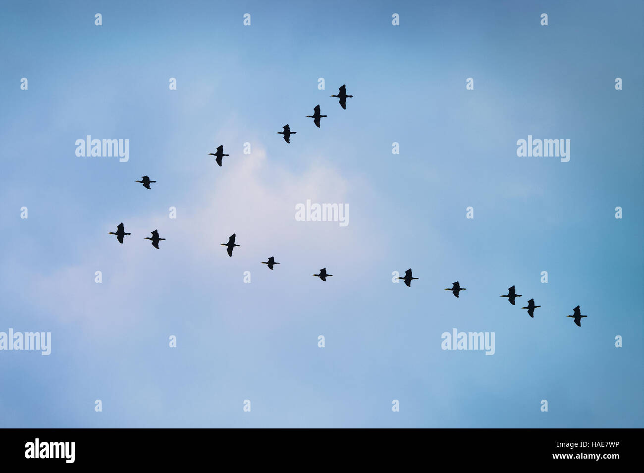 I cormorani in volo in una formazione di V contro il cielo nuvoloso. Pomerania, Polonia settentrionale. Foto Stock
