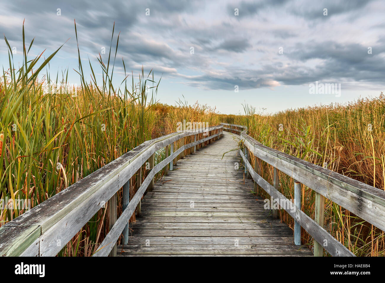 Passerella in legno di rovere amaca Marsh, Manitoba, Canada. Foto Stock