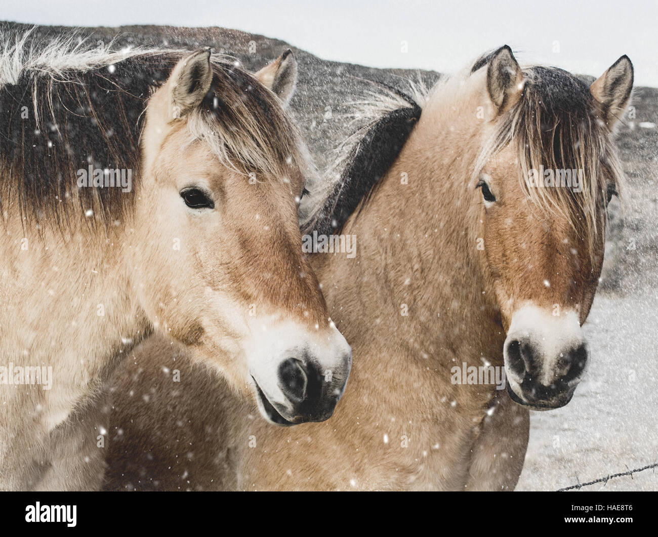 cavalli nella neve Foto Stock