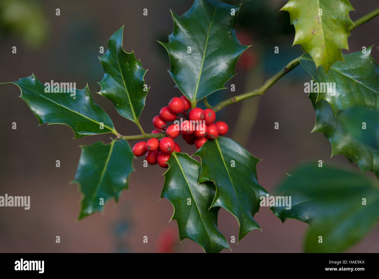Primo piano di una holly pianta con frutti rossi Foto Stock