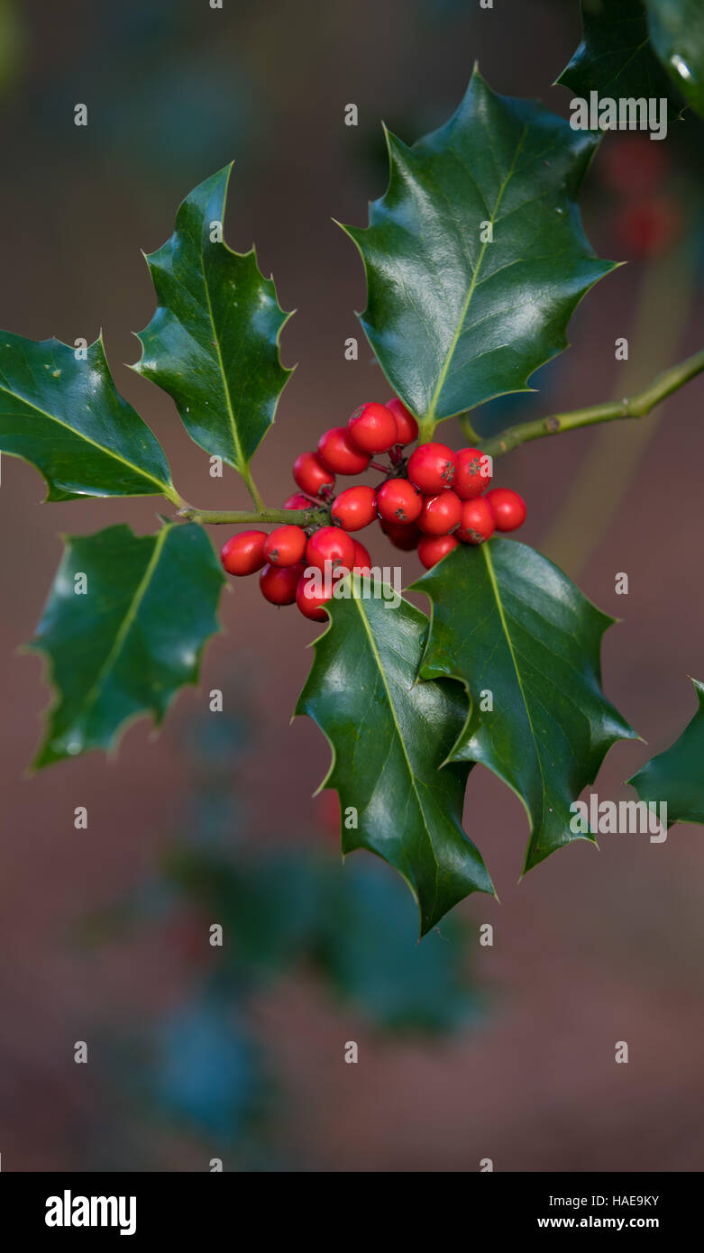 Primo piano di una holly pianta con frutti rossi Foto Stock