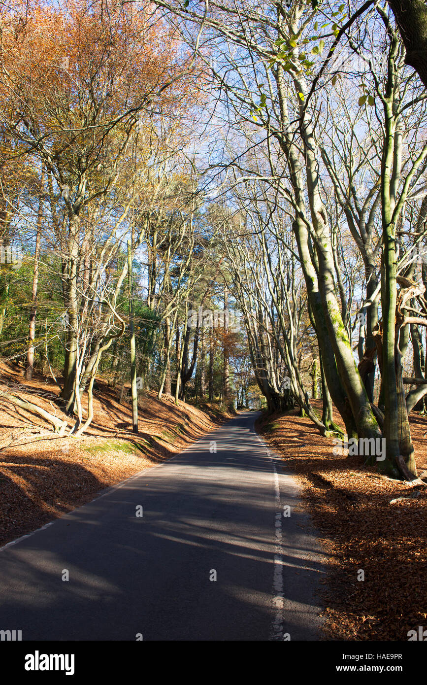 Abinger Road in inverno, una stretta via unica strada vicino a Leith Hill e Coldharbor nel Surrey, Inghilterra, Regno Unito Foto Stock