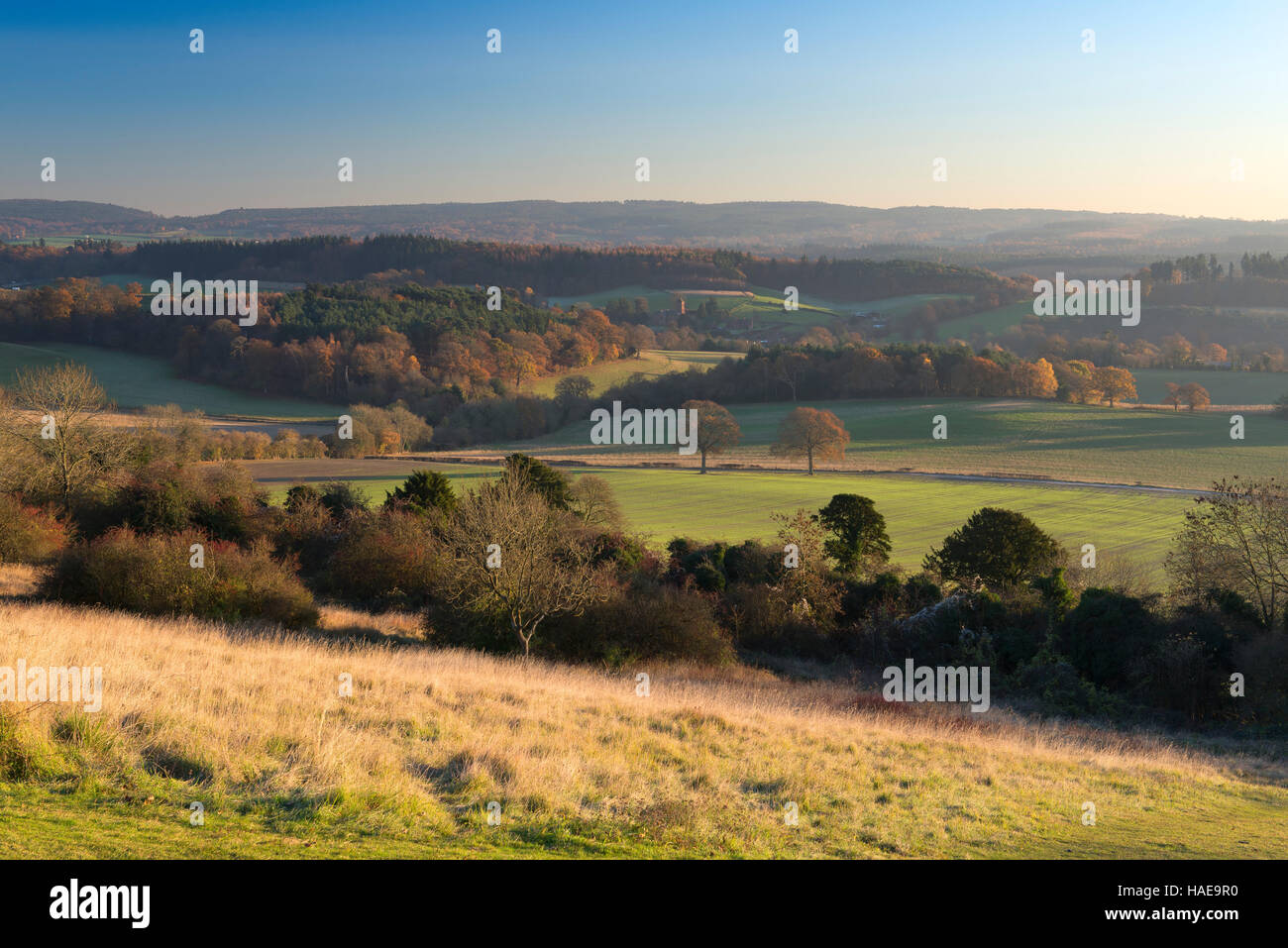 Un tardo pomeriggio autunnale vista verso sud oltre la campagna del Surrey Dal Newlands Corner Foto Stock
