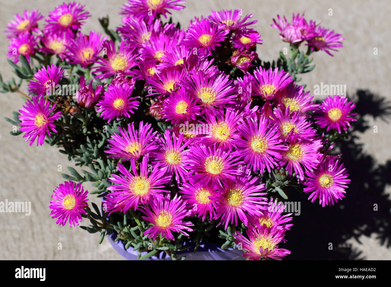 Close up Mesembryanthemum Mirtillo Rumble o noto come Lampranthus Mirtillo Rumble, Pigface Mirtillo Rumble, Foto Stock