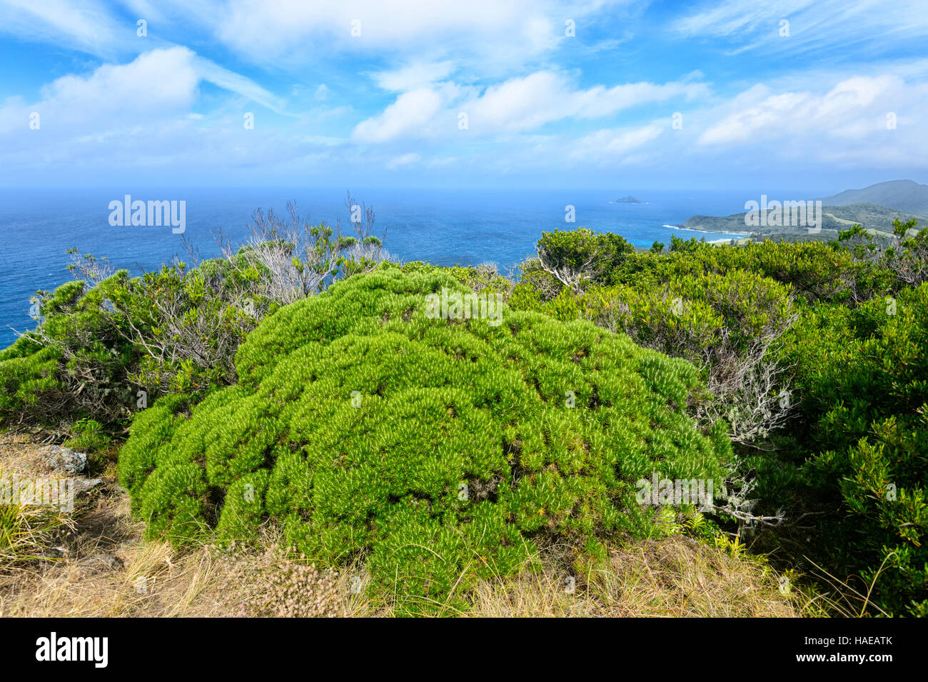 Suggestiva vegetazione sulla collina di Malabar, Isola di Lord Howe, Nuovo Galles del Sud, NSW, Australia Foto Stock