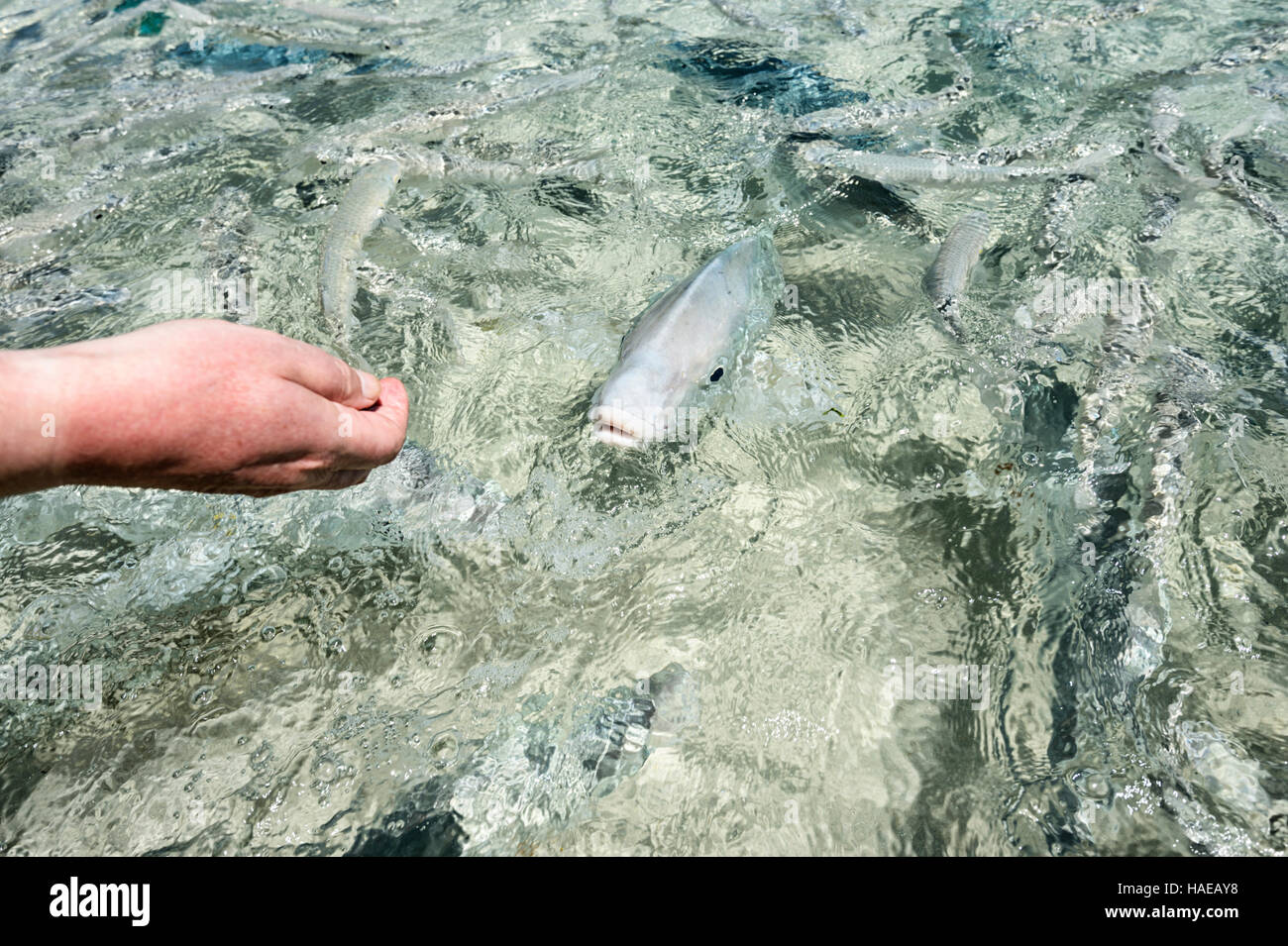Alimentazione turistico una Limanda Kingfish (Seriola lalandi lalandi) a Ned spiaggia dell Isola di Lord Howe, Nuovo Galles del Sud, NSW, Australia Foto Stock