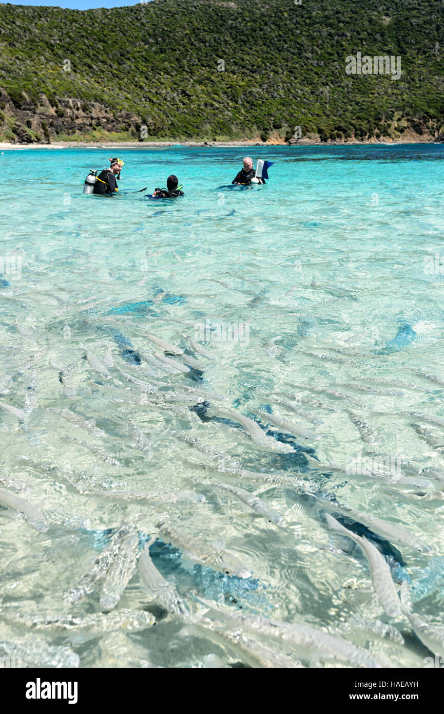 Subacquei tra le triglie e limanda Kingfish a Ned's Beach Dove pesce alimentazione è una popolare attrazione turistica. Isola di Lord Howe, NSW, Australia Foto Stock
