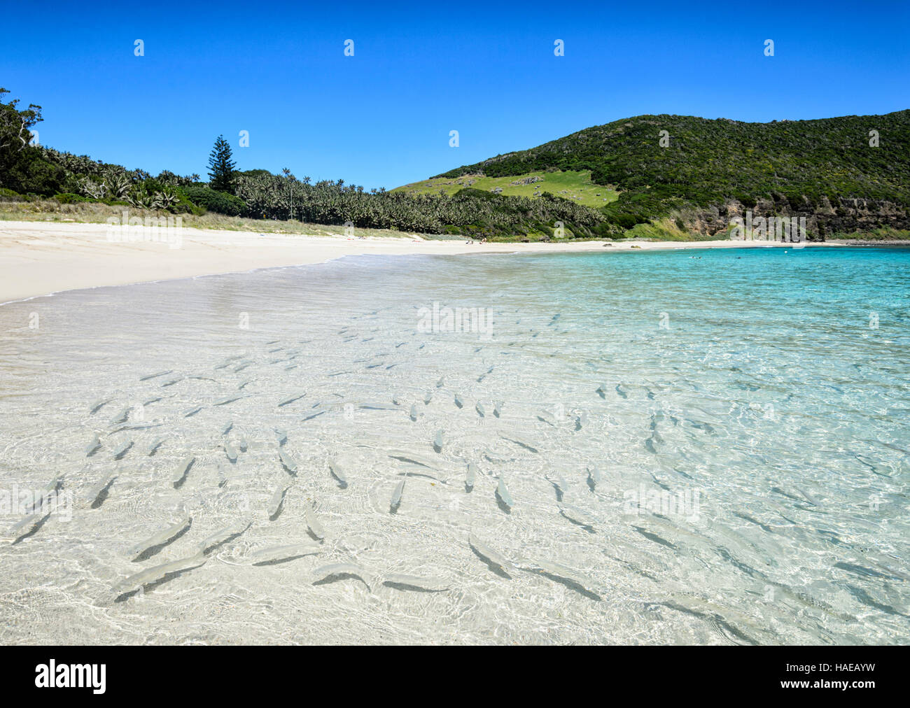 Le triglie in attesa di essere alimentati a Ned's Beach Dove pesce alimentazione è una popolare attrazione turistica. Isola di Lord Howe, Nuovo Galles del Sud, NSW, Australia Foto Stock