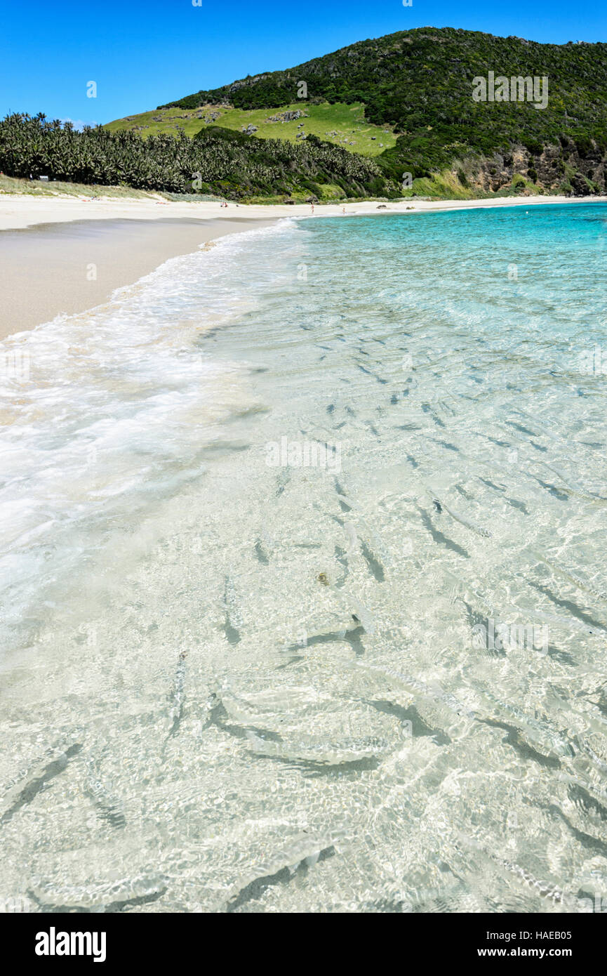 Le triglie in attesa di essere alimentati a Ned's Beach Dove pesce alimentazione è una popolare attrazione turistica. Isola di Lord Howe, Nuovo Galles del Sud, NSW, Australia Foto Stock