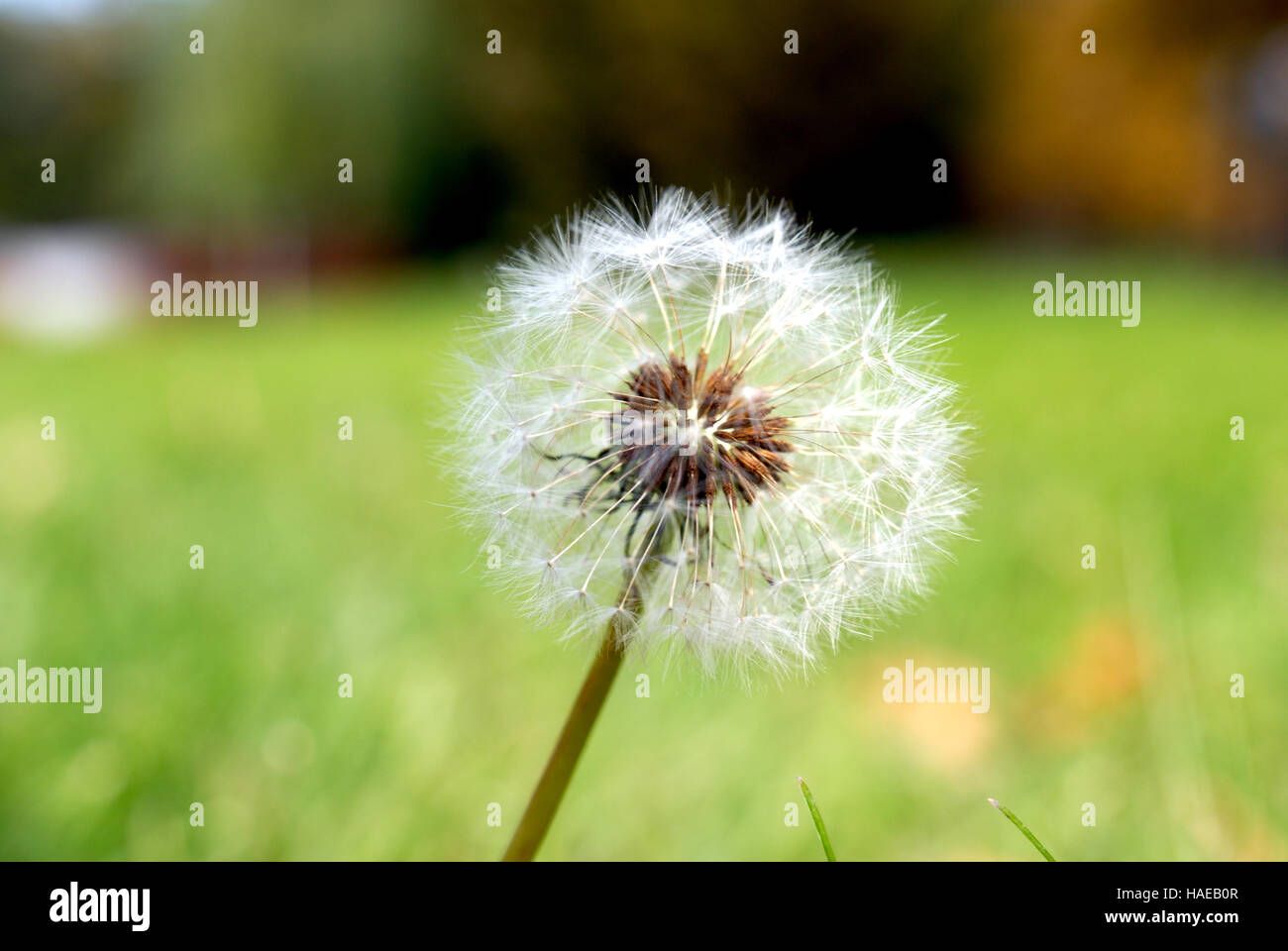 Simeone un paracadute nella forma di un anthodium di tarassaco su uno sfondo di erba verde Foto Stock
