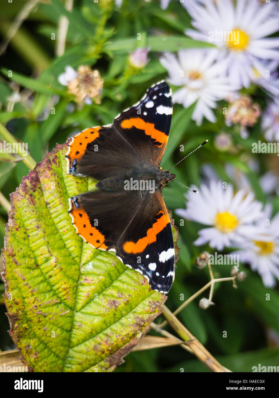 Red Admiral butterfly (Vanessa Atalanta) sulla foglia, DORSET REGNO UNITO Foto Stock