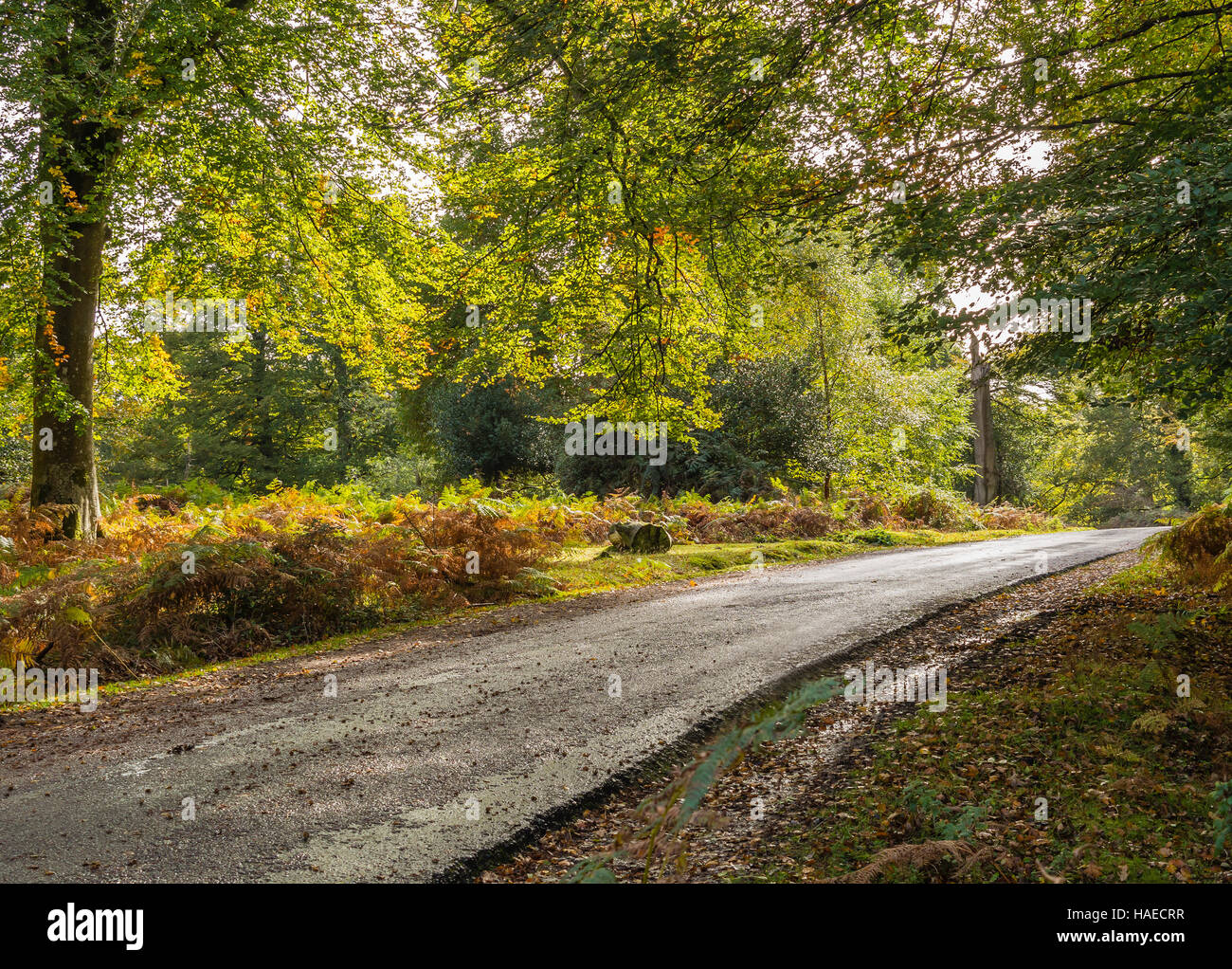 Una strada nel nuovo Parco Nazionale Foreste, Hampshire, Regno Unito Foto Stock