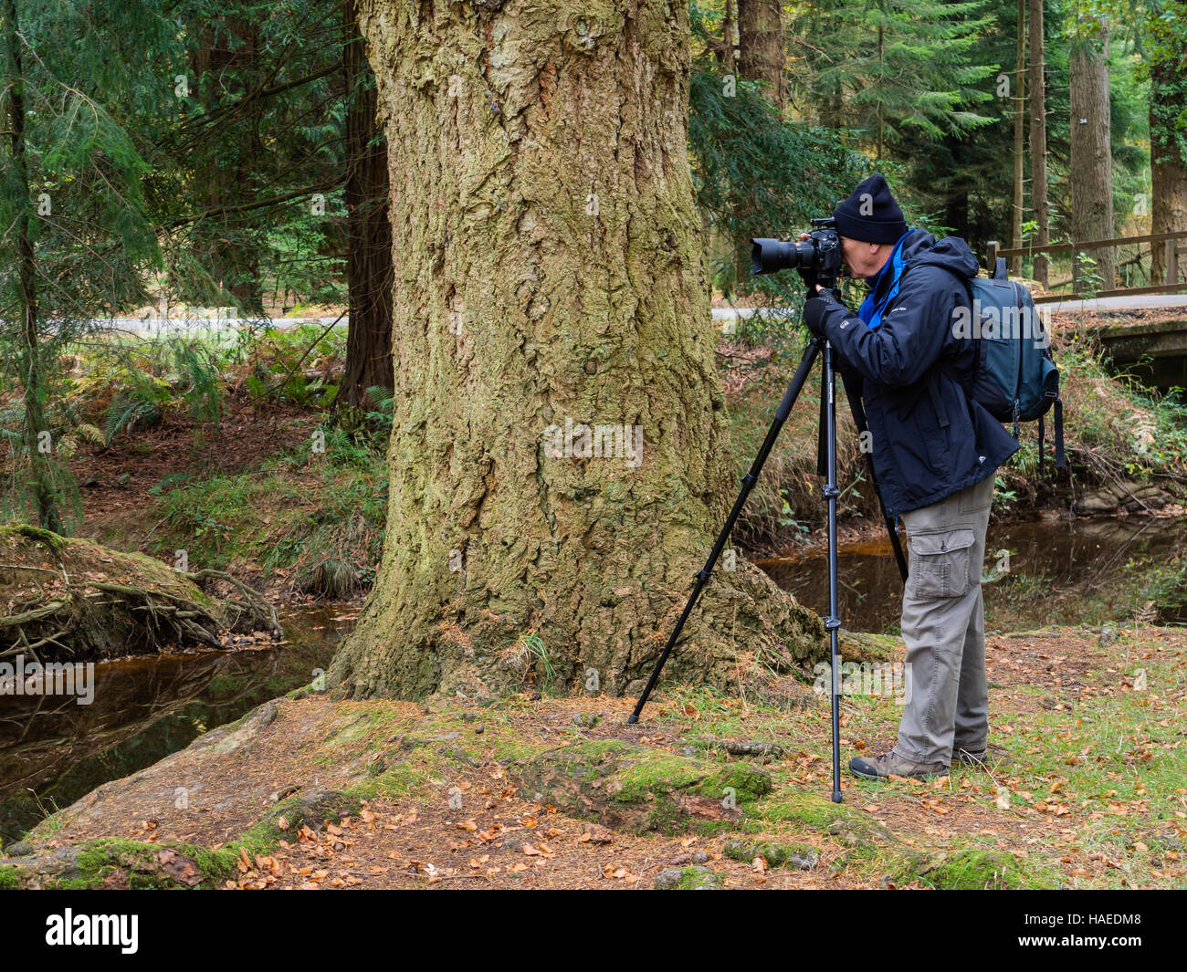 Fotografo utilizzando un treppiede per scattare fotografie in New Forest, Hampshire, Regno Unito Foto Stock