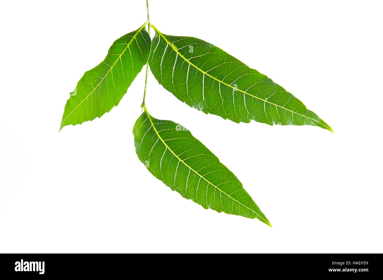 Margosa (denominato anche come Nim, albero di neem, Melia, Azadirachta indica, mogano, Meliaceae Margosa, Sadao o Melia azedarach) foglia verde isolato su bianco Foto Stock