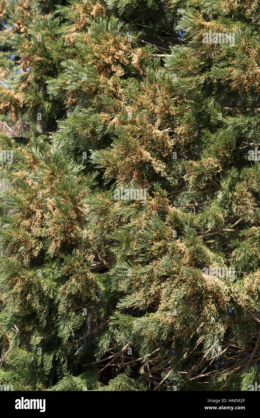 Mammutbaum, Riesen-Mammutbaum, Riesenmammutbaum, Berg-Mammutbaum, Wellingtonie, Sequoiadendron giganteum, Wellingtonia giganteum, sequoia gigante, gigante Foto Stock
