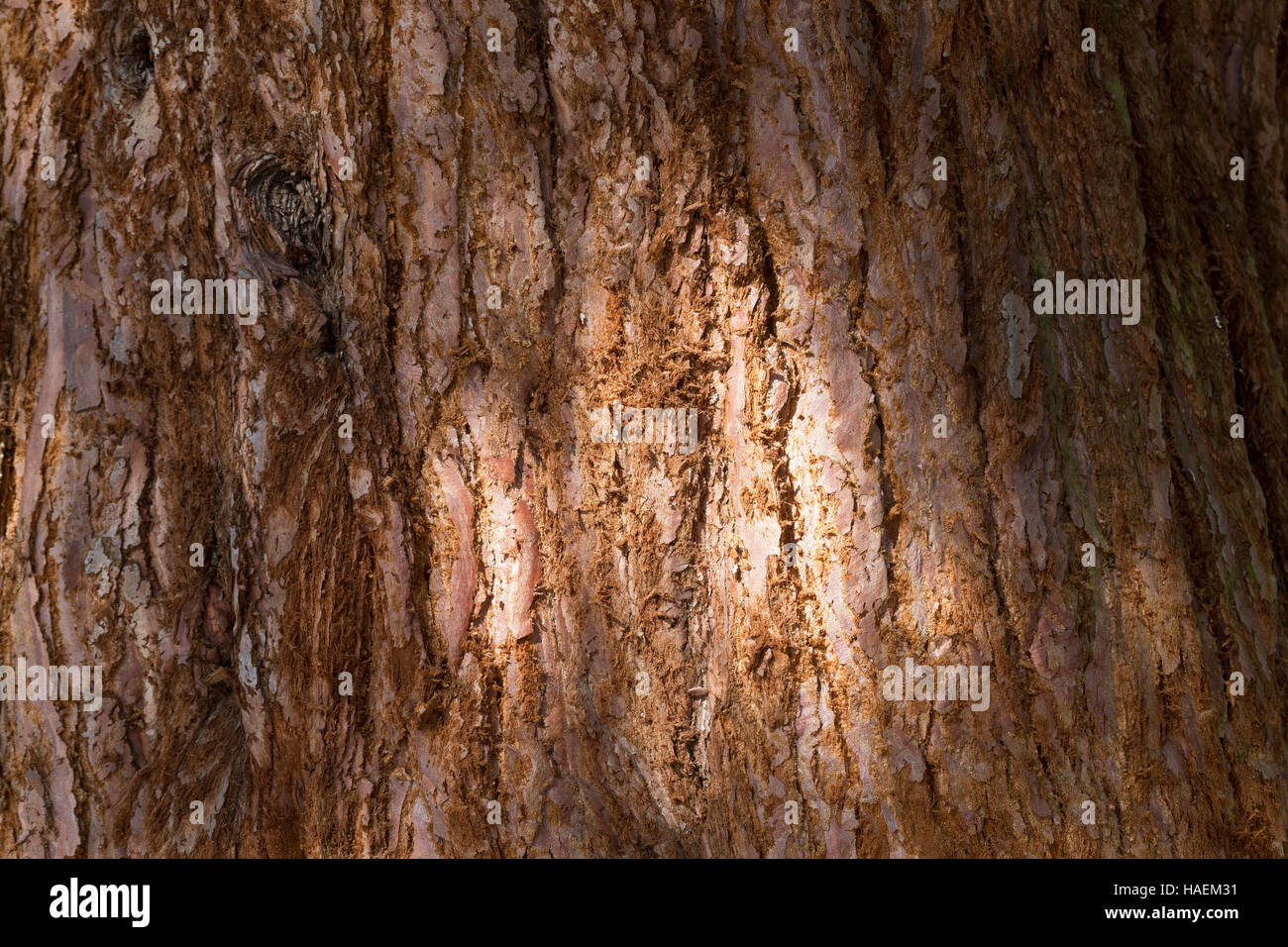 Mammutbaum, Riesen-Mammutbaum, Riesenmammutbaum, Berg-Mammutbaum, Wellingtonie, Rinde, Borke, Stamm, Sequoiadendron giganteum, Wellingtonia giganteum, Foto Stock