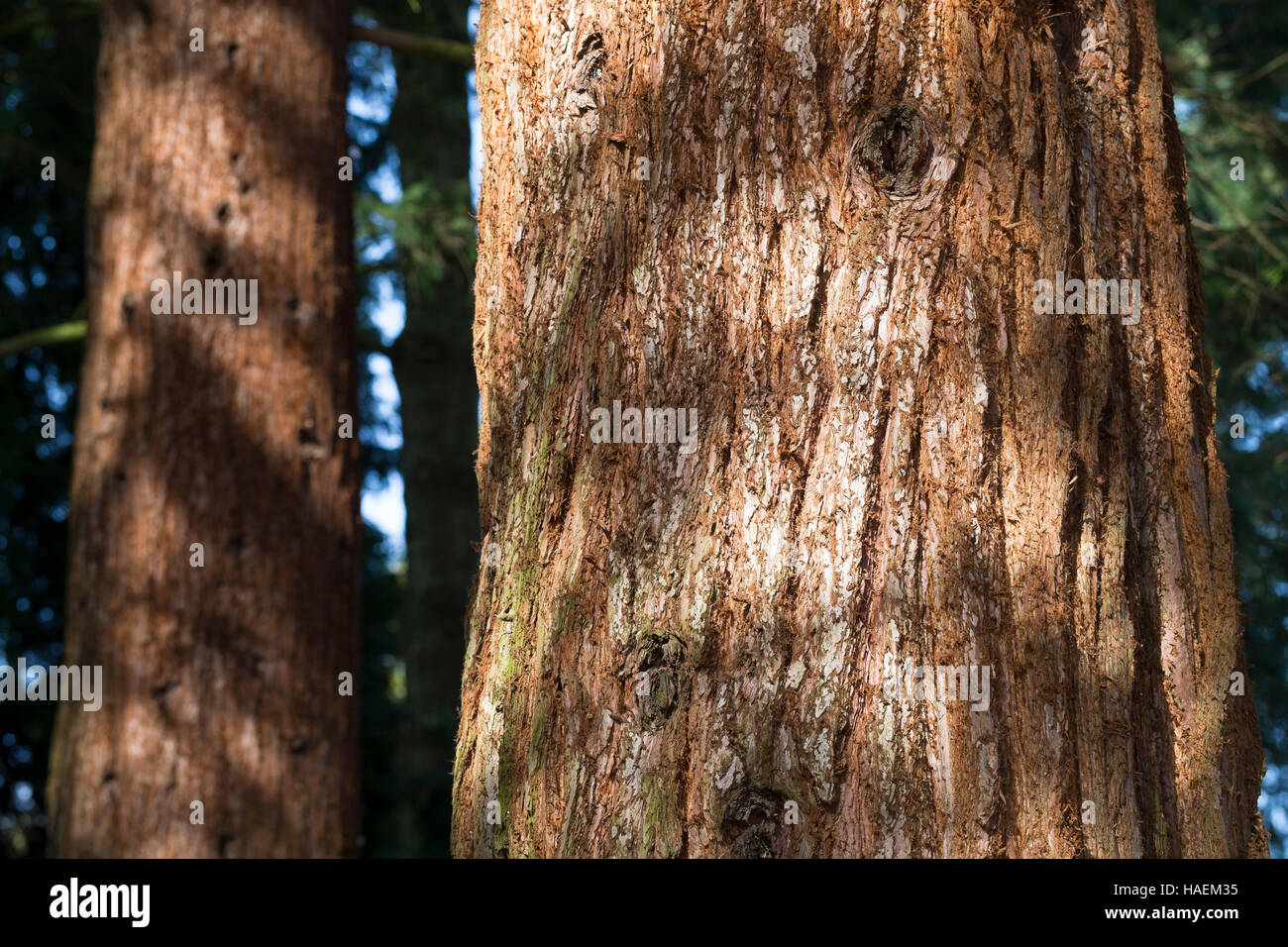 Mammutbaum, Riesen-Mammutbaum, Riesenmammutbaum, Berg-Mammutbaum, Wellingtonie, Rinde, Borke, Stamm, Sequoiadendron giganteum, Wellingtonia giganteum, Foto Stock