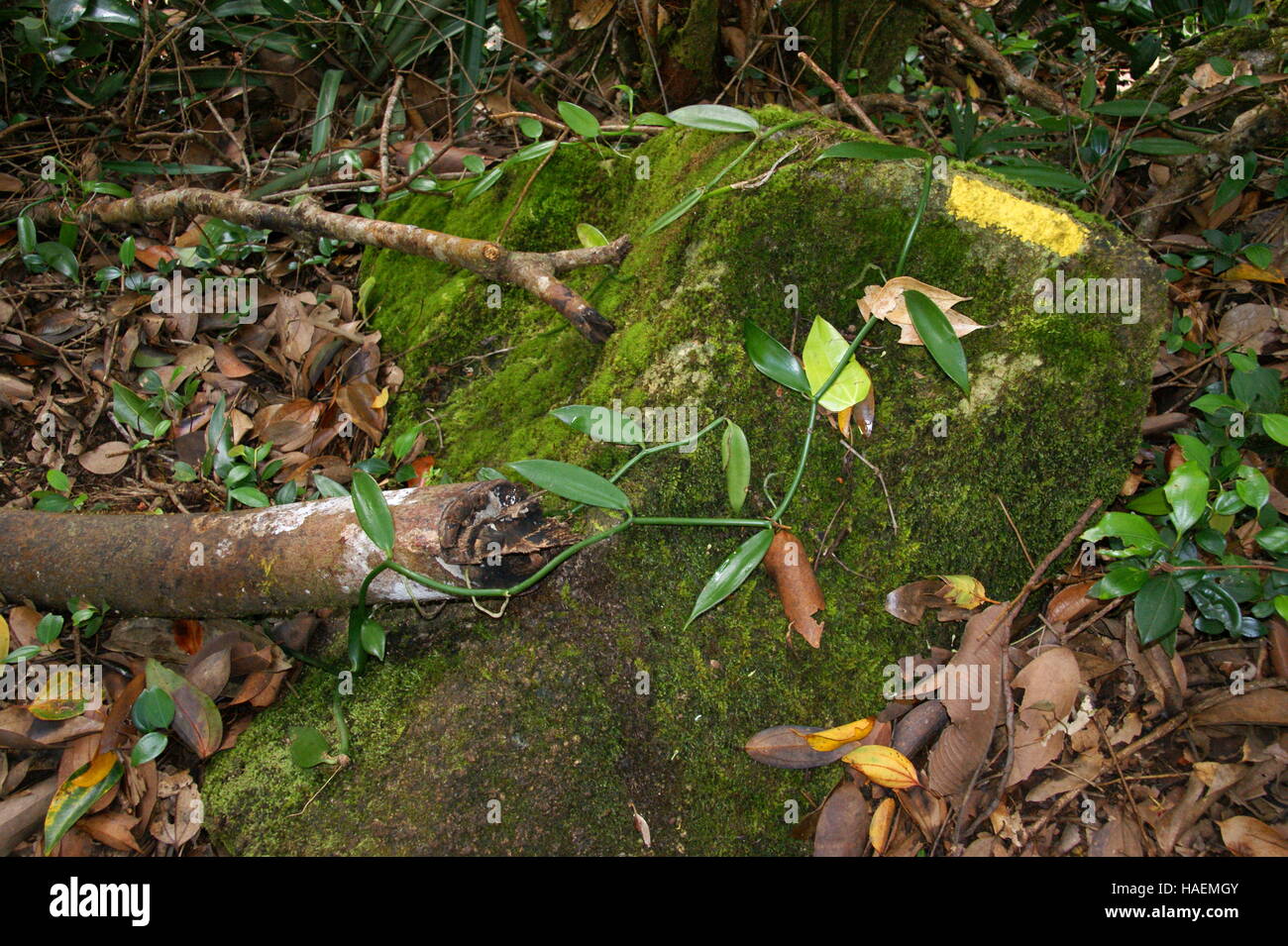 La vaniglia, orchidee vaniglia. Vanilla planifolia. La vaniglia selvatica, Morne Seychellois National Park. Isola di Mahe. Foto Stock
