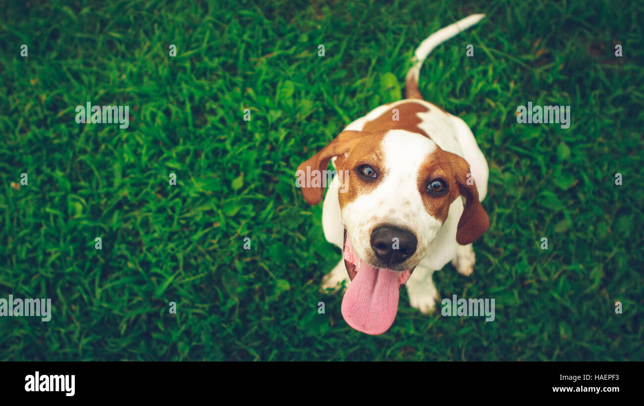 Hudson, un American English Coonhound, è seduto sull'erba come un buon cucciolo. È felice di essere presso il dog park. Foto Stock