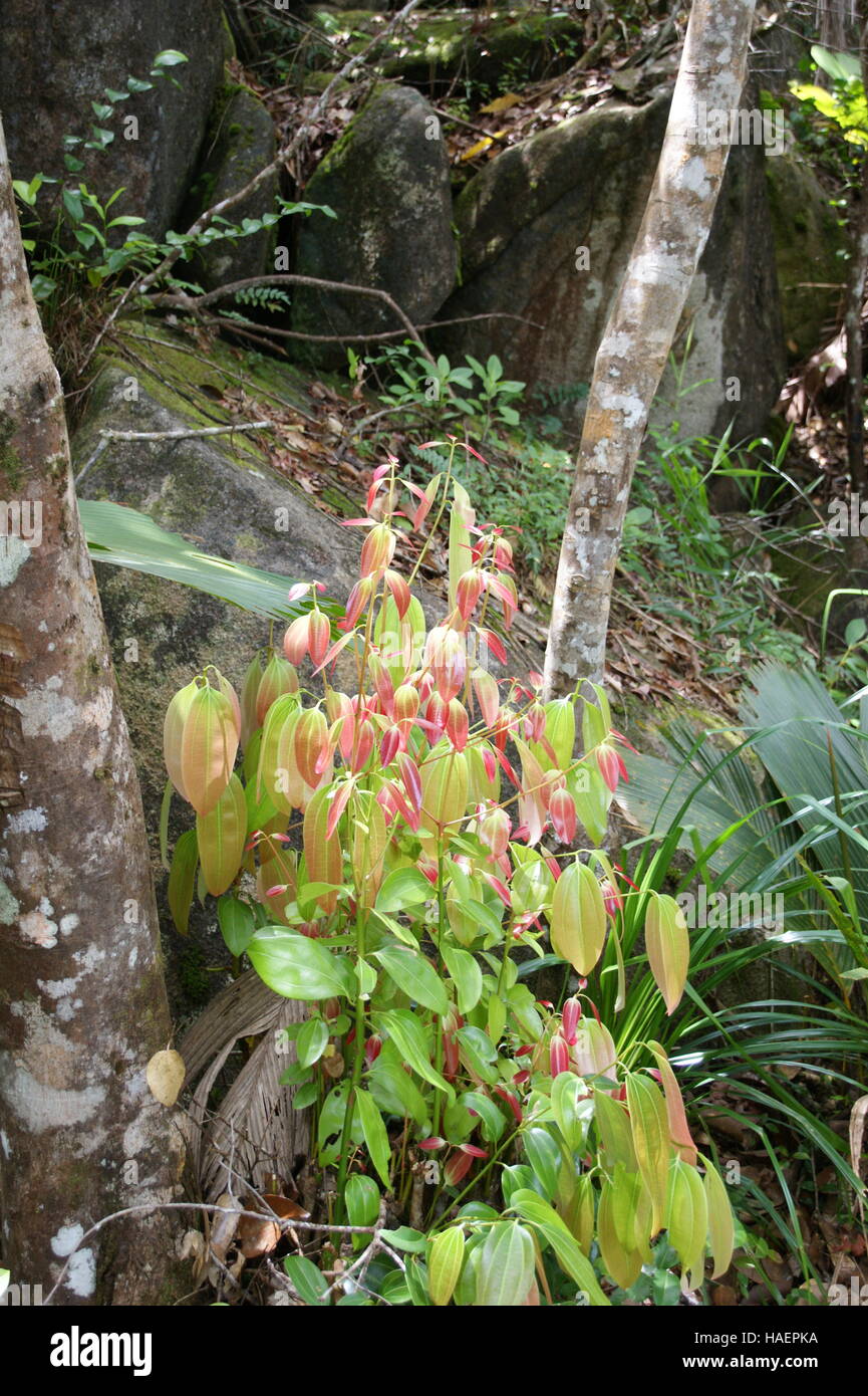 Cannella di Ceylon tree, vero albero di cannella, Cinnamomum verum Foto Stock