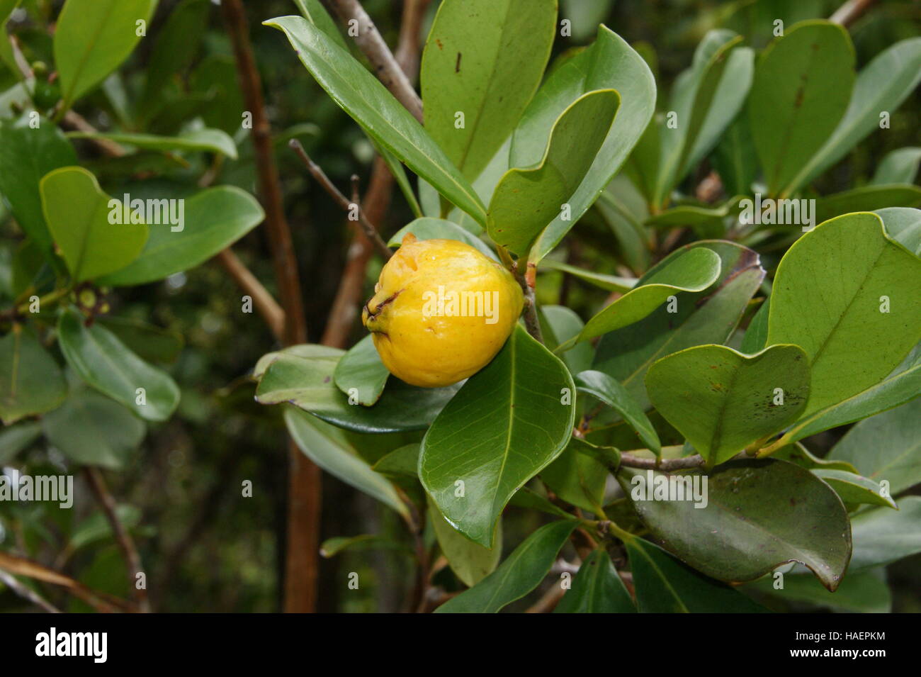 Psidium, guaiava (Psidium guajava) Foto Stock