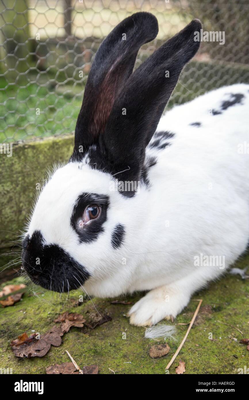 L'ALLEVAMENTO IN AMBAZAC, (87) Haute Vienne, Limousin, FRANCEE Foto Stock