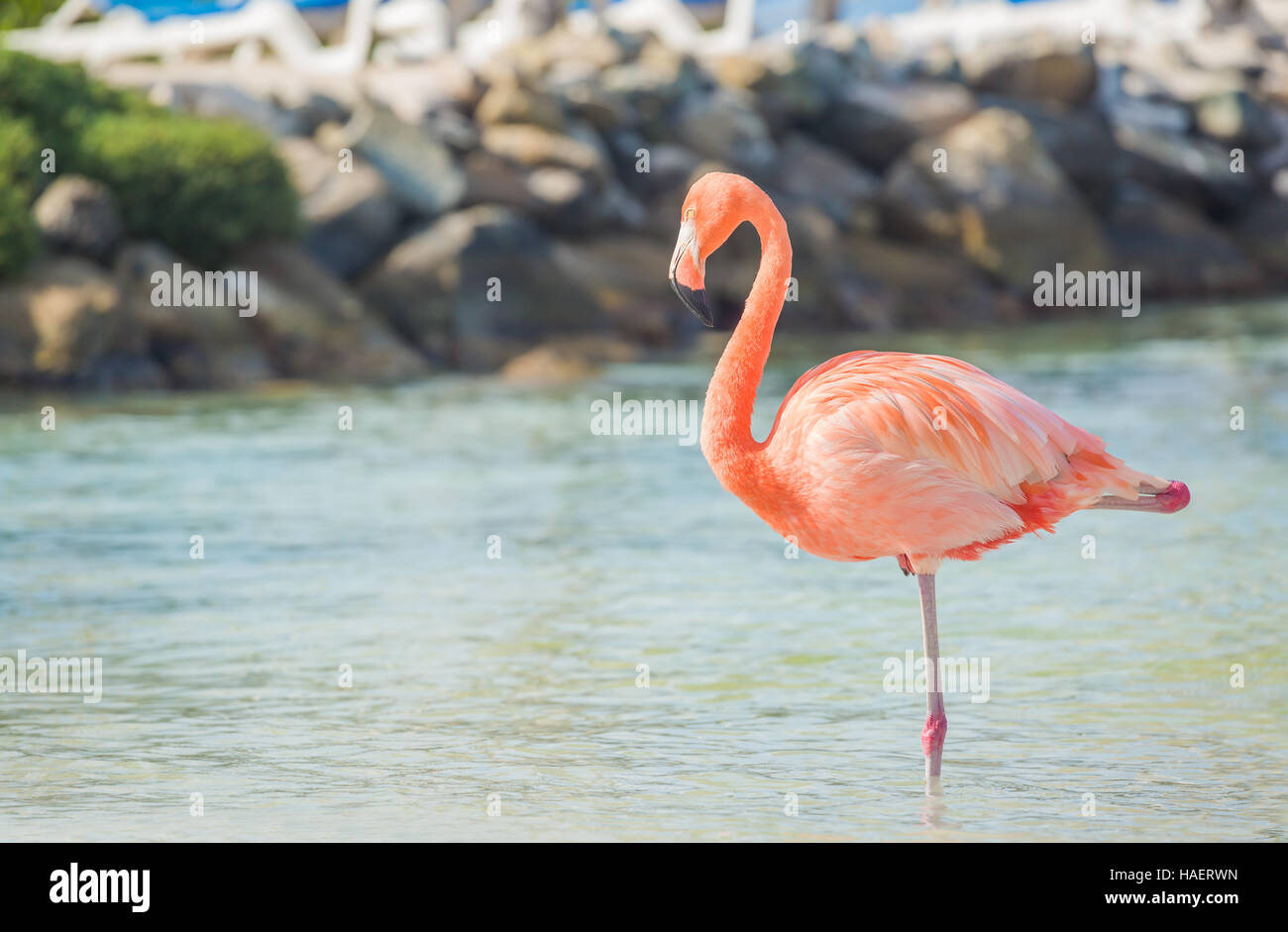 Uno flamingo sulla spiaggia Foto Stock