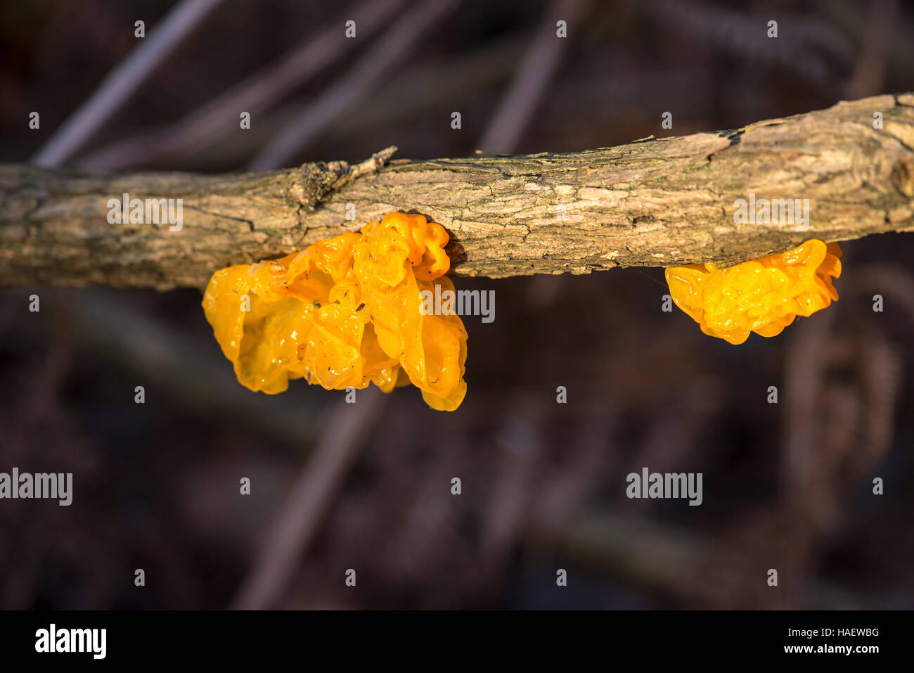 Il fungo Tremella mesenterica ha diversi nomi comuni compresi cervello giallo fungo, jelly cervello funghi e witche di burro Foto Stock