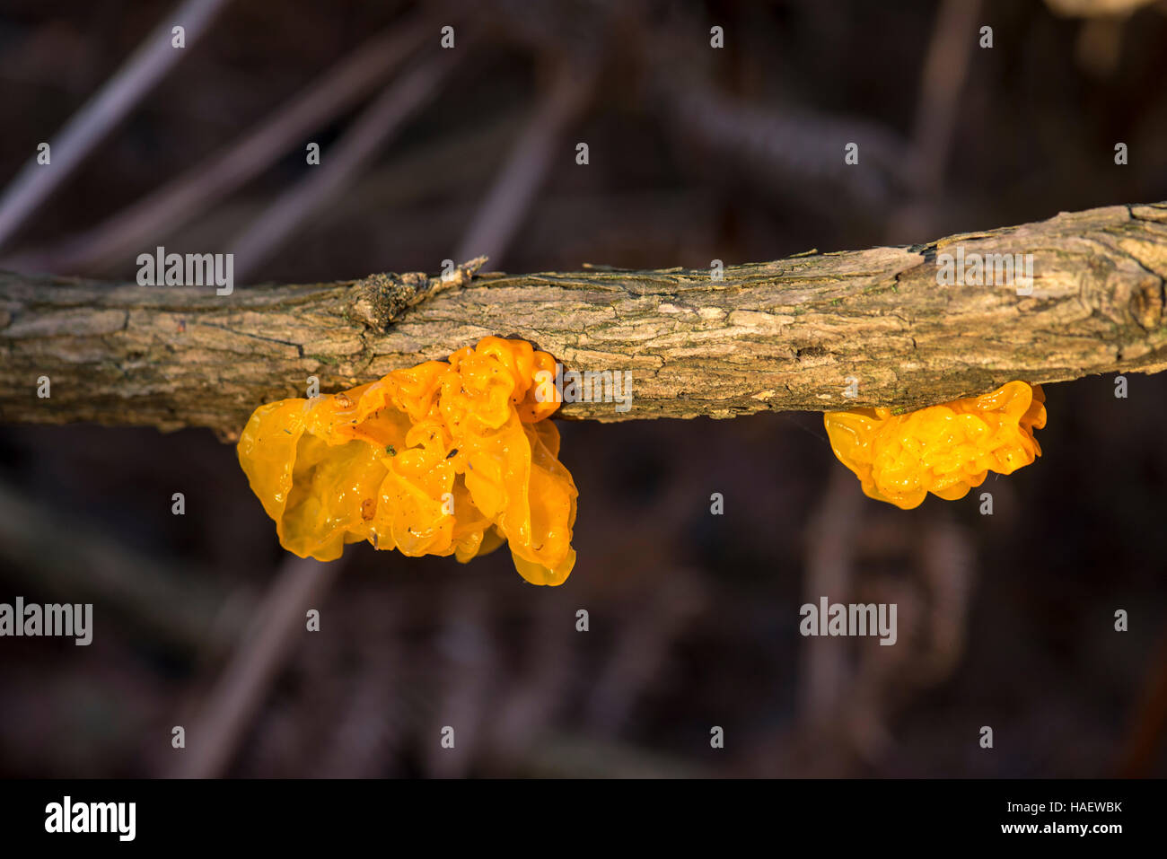 Il fungo Tremella mesenterica ha diversi nomi comuni compresi cervello giallo fungo, jelly cervello funghi e streghe' burro Foto Stock