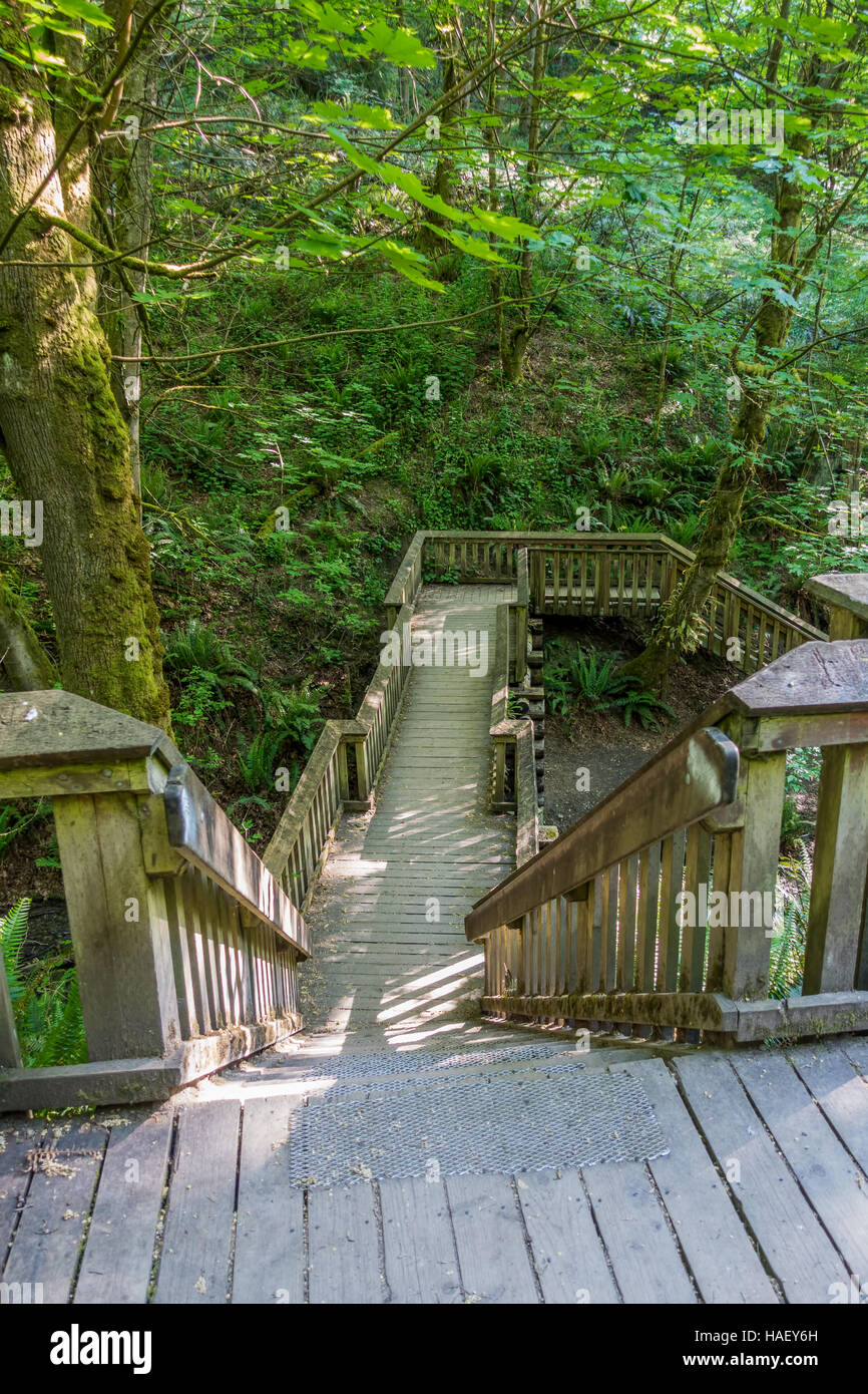 In legno a struttura a piedi dà accesso ad un sentiero a Dash Point State Park nello Stato di Washington. Foto Stock