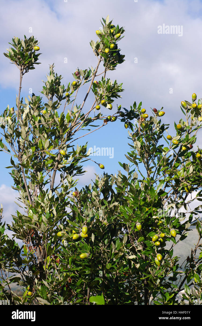 Si tratta di Quercus ilex il leccio o Holly oak (una quercia sempreverde) con ghiande, famiglia fagaceae Foto Stock