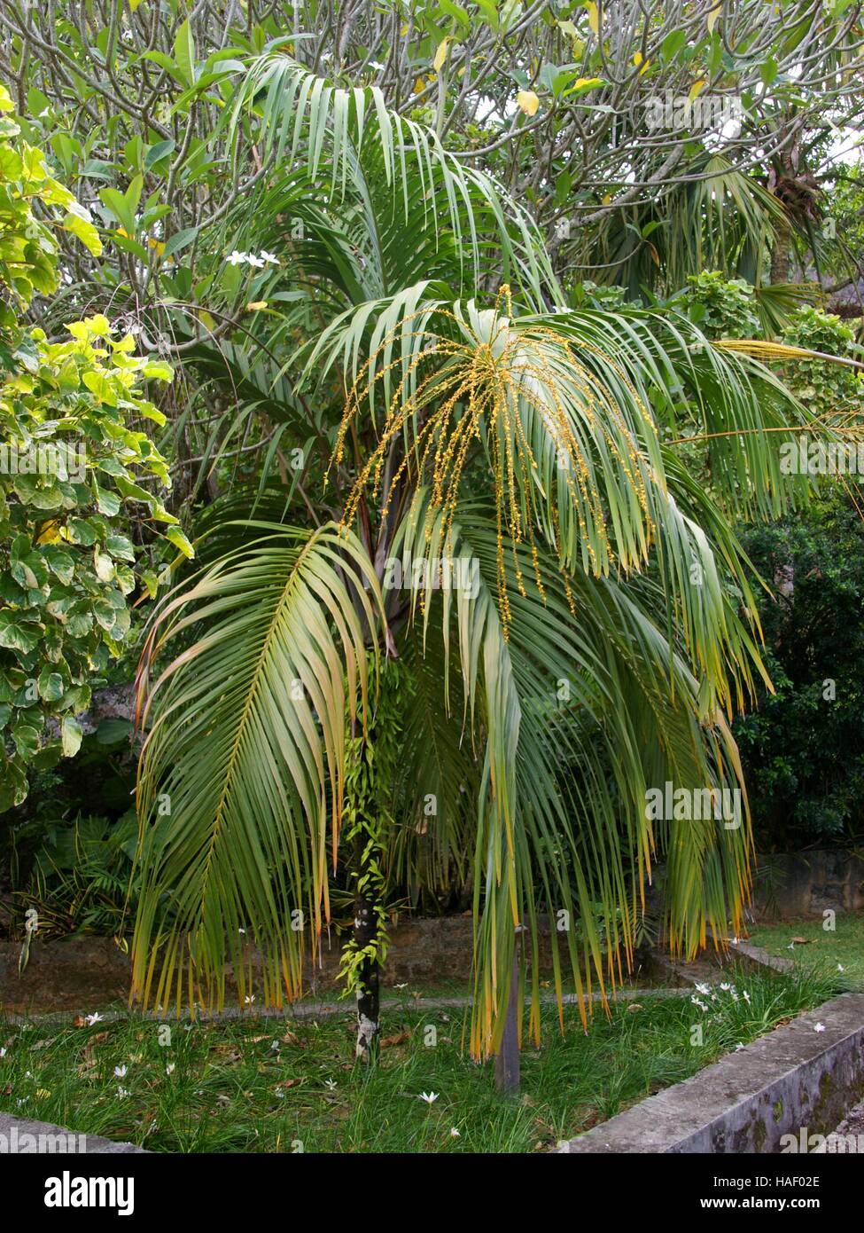 Nephrosperma vanhoutteanum. Victoria Giardini Botanici. Mont Fleuri Giardini Botanici delle Seychelles. Mahe, Victoria, Seicelle Foto Stock